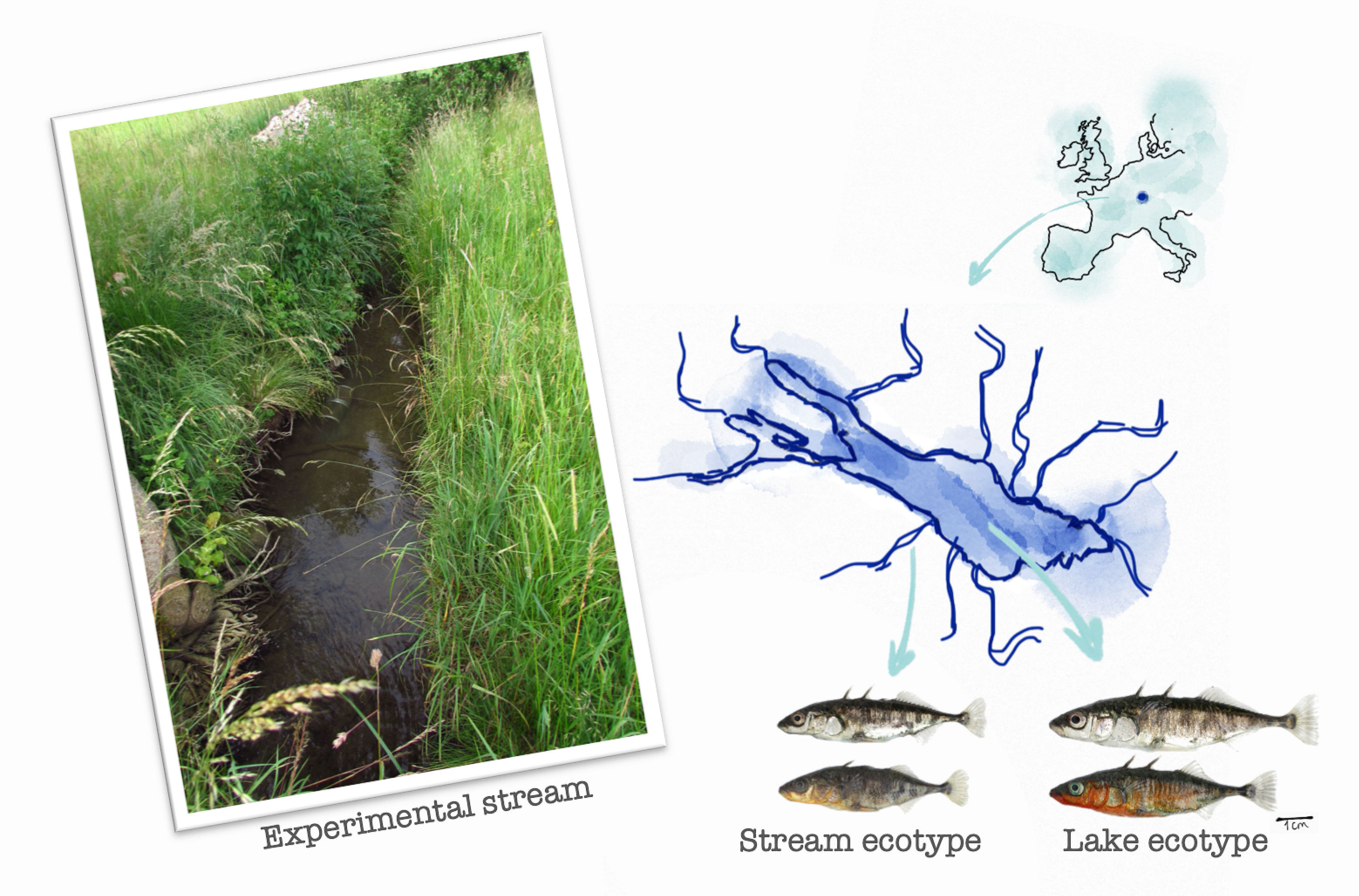 Lake Constance basin in Central Europe is home to two stickleback ecotypes