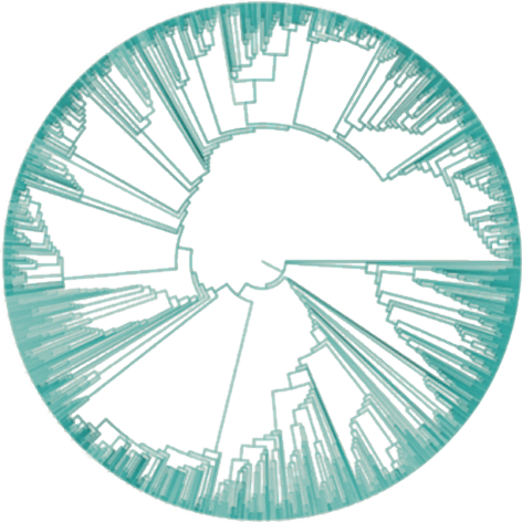 Phylogenetic Tree