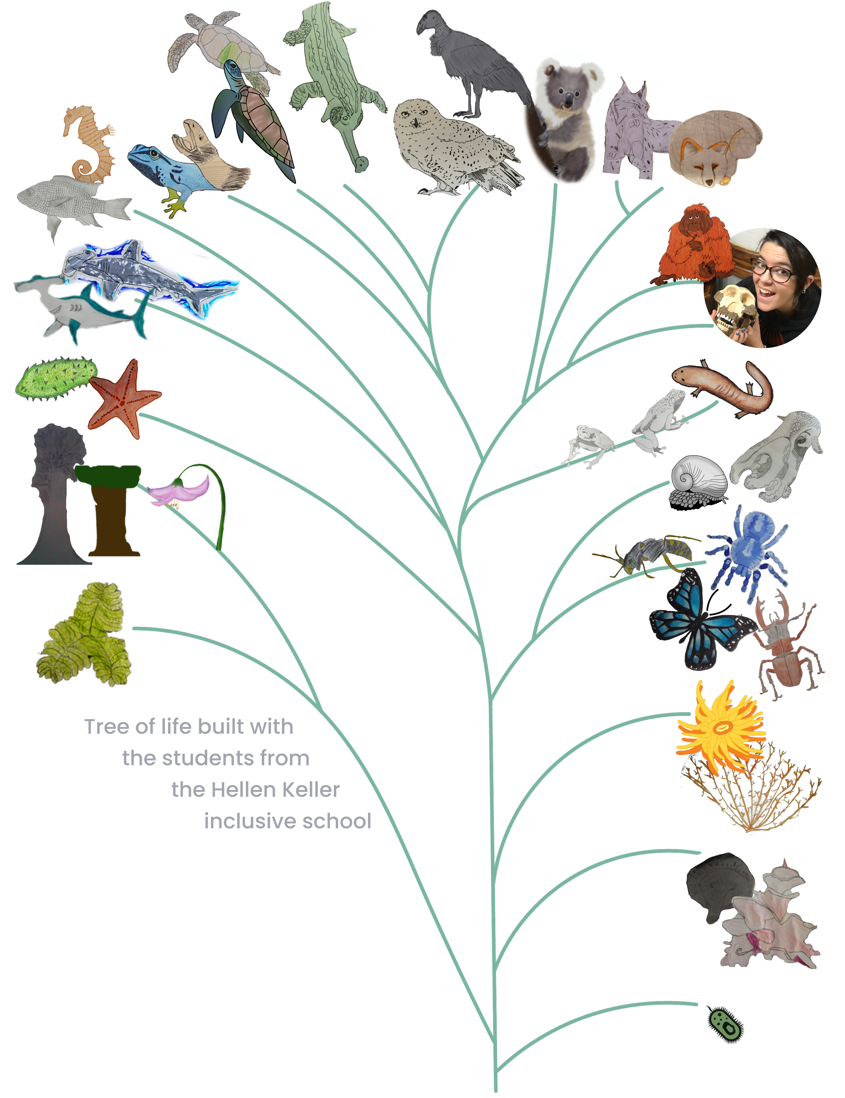 Tree of Life Illustration